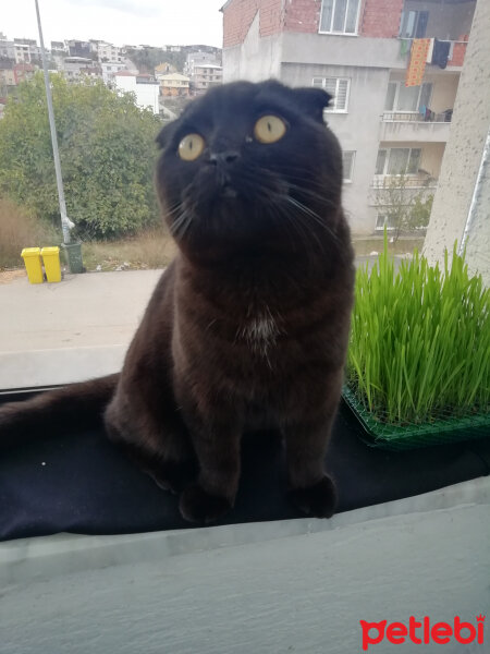 Scottish Fold, Kedi  Gece fotoğrafı