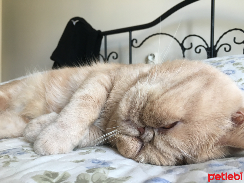 Exotic Shorthair, Kedi  Herkül fotoğrafı