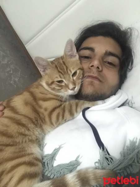Sarman, Kedi  Tarçın fotoğrafı