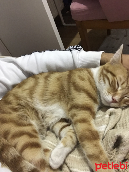 Sarman, Kedi  Tarçın fotoğrafı