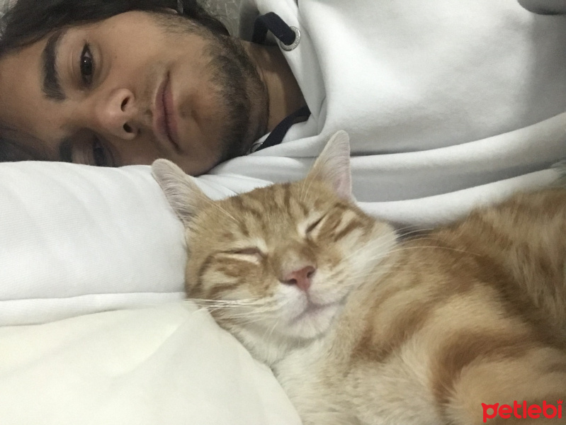 Sarman, Kedi  Tarçın fotoğrafı