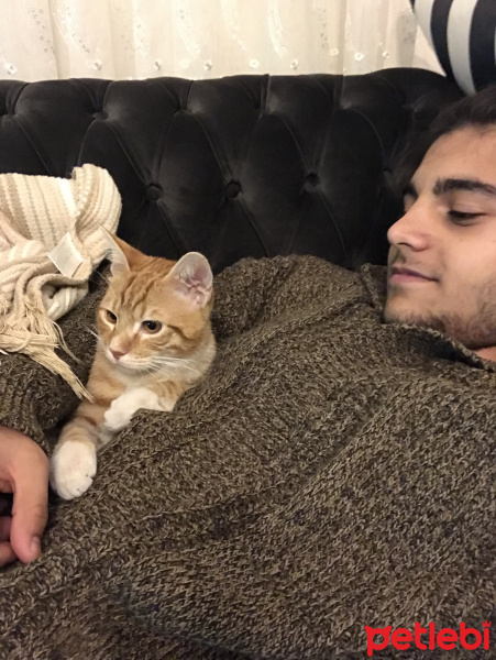 Sarman, Kedi  Tarçın fotoğrafı