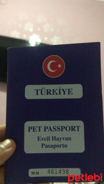 Sarman, Kedi  Tarçın fotoğrafı