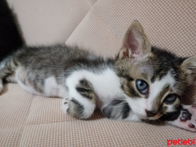 Tekir Kedi, Kedi  Zeus fotoğrafı