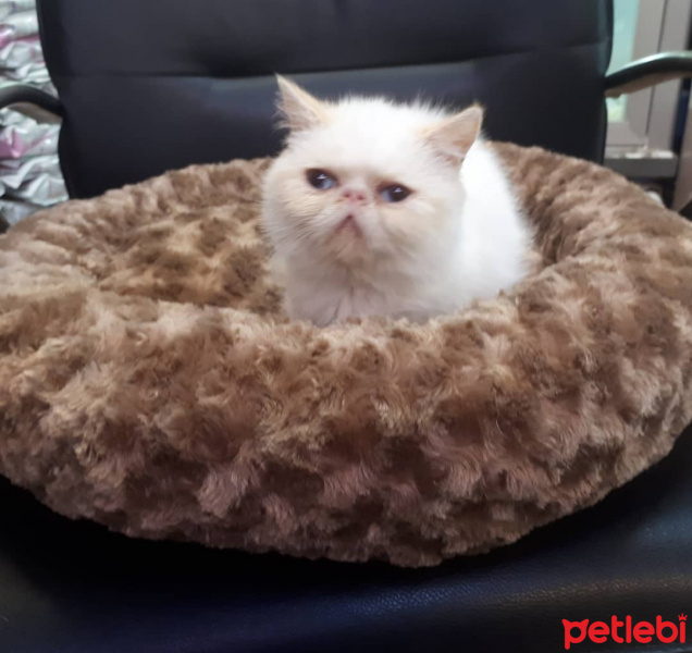 Exotic Shorthair, Kedi  Chanell fotoğrafı