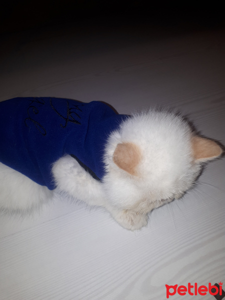 Exotic Shorthair, Kedi  Chanell fotoğrafı