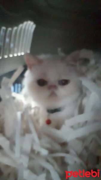 Exotic Shorthair, Kedi  Chanell fotoğrafı