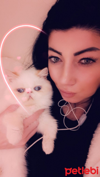 Exotic Shorthair, Kedi  Chanell fotoğrafı