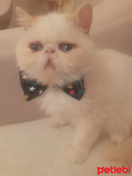 Exotic Shorthair, Kedi  Chanell fotoğrafı