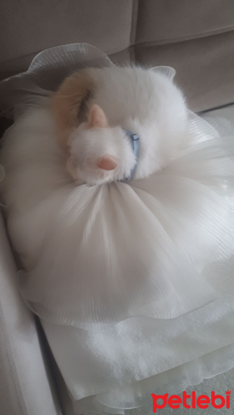 Exotic Shorthair, Kedi  Chanell fotoğrafı