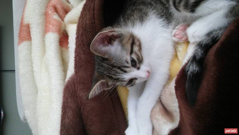 Tekir Kedi, Kedi  şeker fotoğrafı