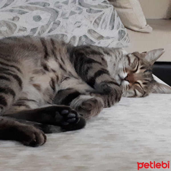 Tekir Kedi, Kedi  Tosun fotoğrafı
