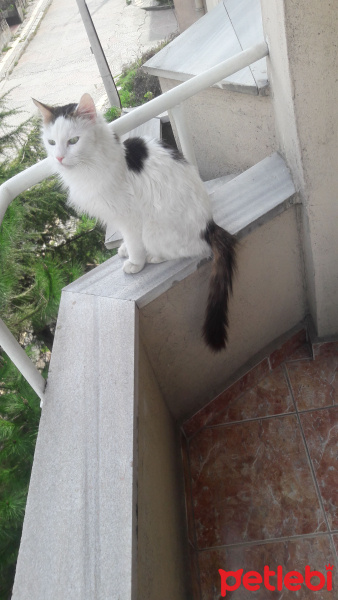 Norwegian Forest, Kedi  Loki fotoğrafı