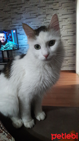 Norwegian Forest, Kedi  Loki fotoğrafı