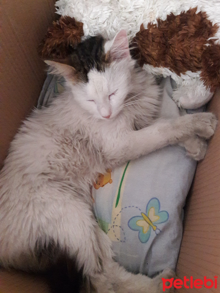 Norwegian Forest, Kedi  Loki fotoğrafı