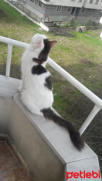 Norwegian Forest, Kedi  Loki fotoğrafı
