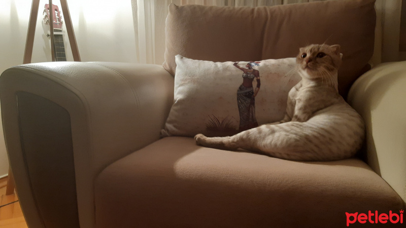 Scottish Fold, Kedi  Şeker fotoğrafı