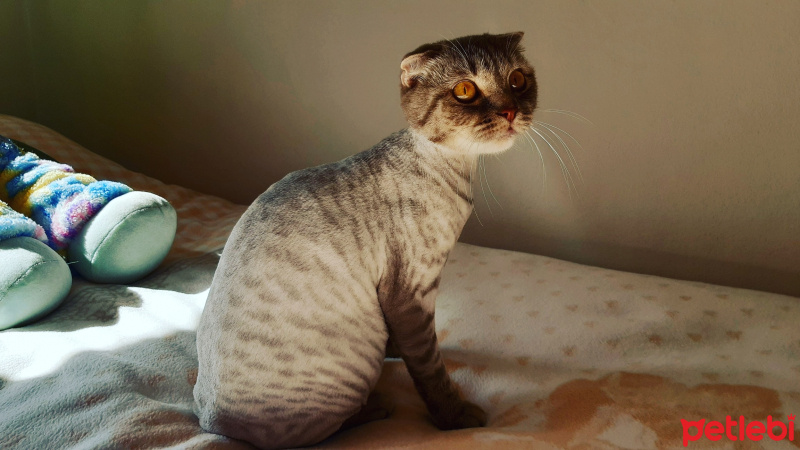 Scottish Fold, Kedi  Şeker fotoğrafı