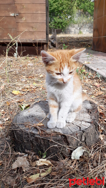 Tekir Kedi, Kedi  Ginger fotoğrafı