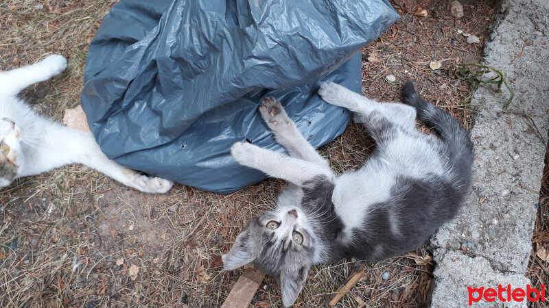 Tekir Kedi, Kedi  Chai fotoğrafı