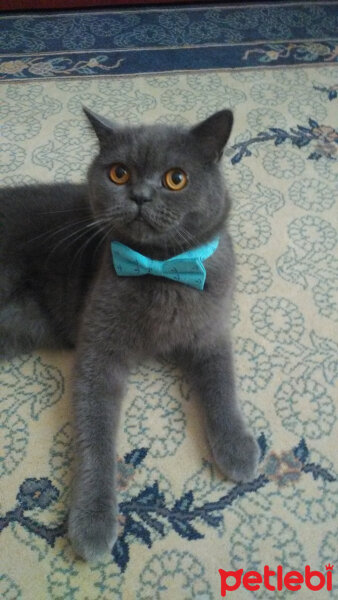 British Shorthair, Kedi  Laisy fotoğrafı