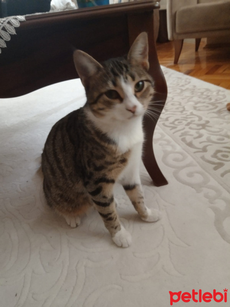 Tekir Kedi, Kedi  Angela fotoğrafı