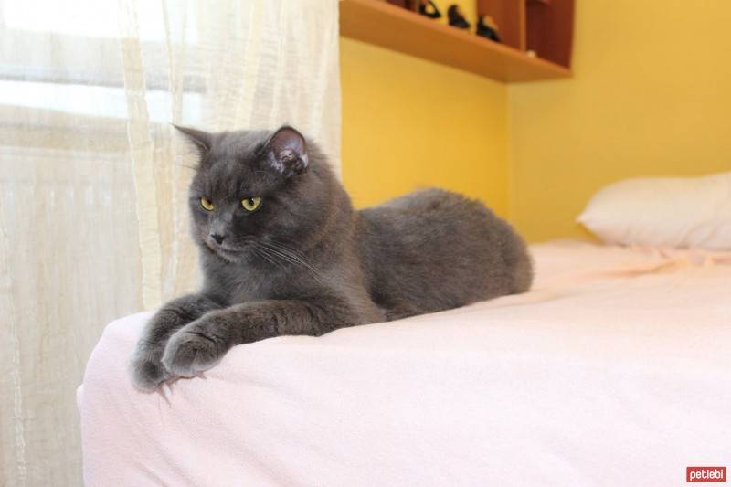 Nebelung, Kedi  şampi fotoğrafı