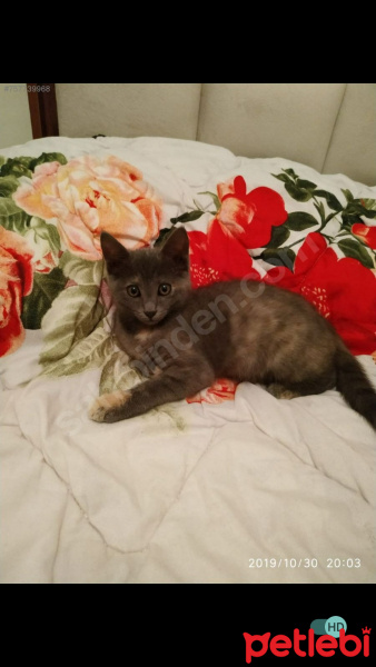 Tekir Kedi, Kedi  Pati fotoğrafı