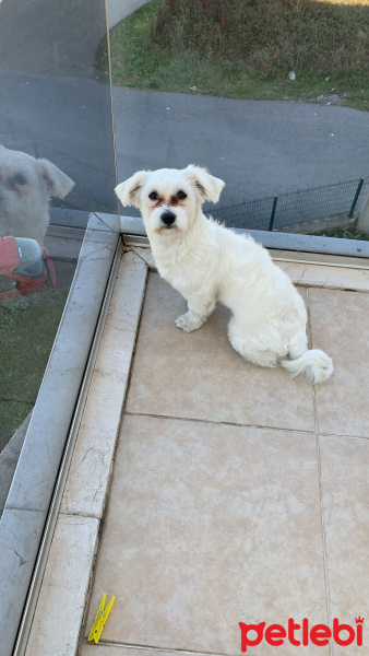 Maltese, Köpek  Zuzu fotoğrafı