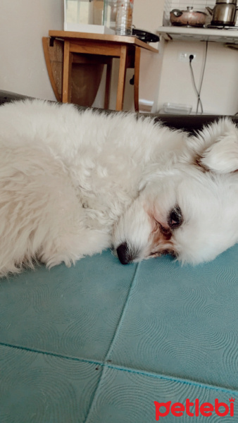 Maltese, Köpek  Zuzu fotoğrafı