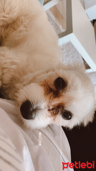 Maltese, Köpek  Zuzu fotoğrafı