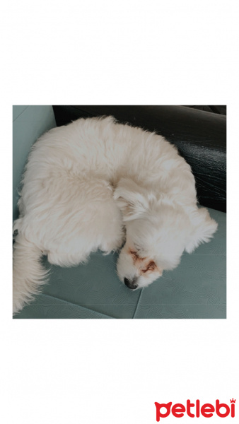 Maltese, Köpek  Zuzu fotoğrafı