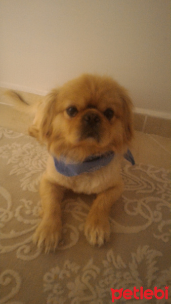Pekingese, Köpek  oscar fotoğrafı