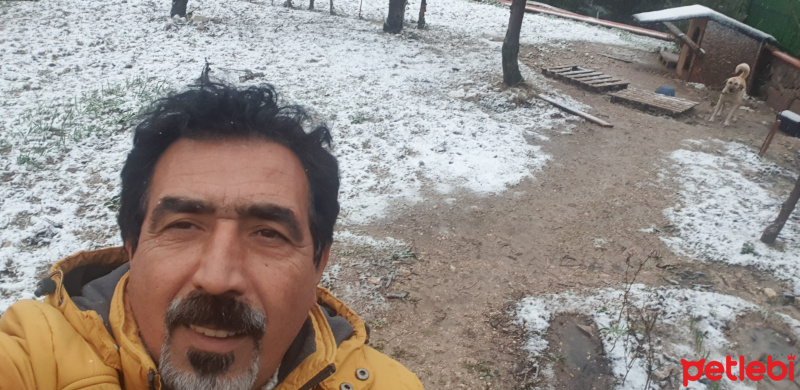 Kangal, Köpek  kuzey fotoğrafı