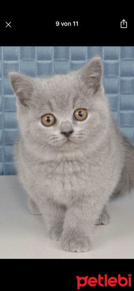 British Shorthair, Kedi  muzo fotoğrafı