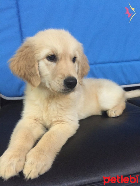 Golden Retriever, Köpek  MAYA fotoğrafı