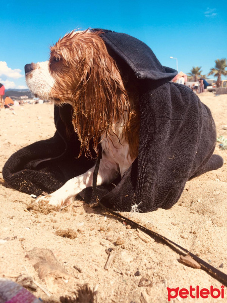 Cavalier King Charles Spanieli, Köpek  Picasso fotoğrafı