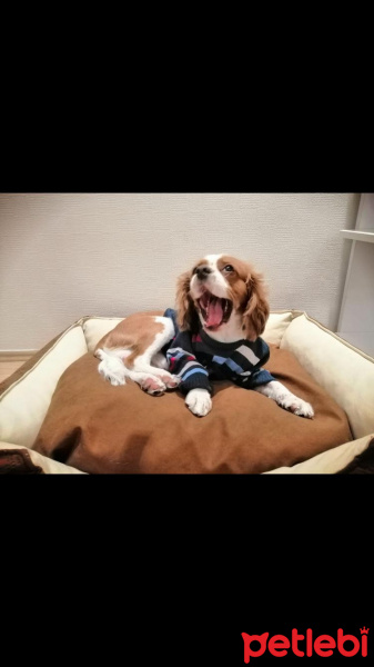 Cavalier King Charles Spanieli, Köpek  Picasso fotoğrafı