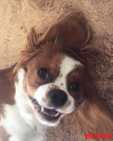 Cavalier King Charles Spanieli, Köpek  Picasso fotoğrafı