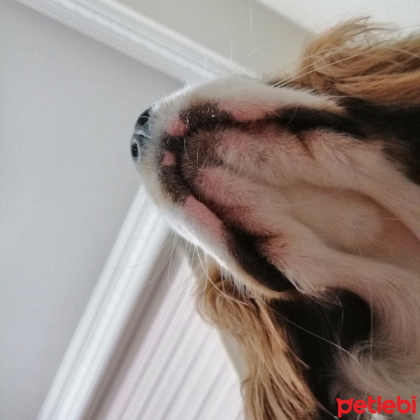 Cavalier King Charles Spanieli, Köpek  Picasso fotoğrafı