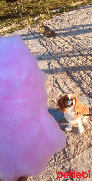 Cavalier King Charles Spanieli, Köpek  Picasso fotoğrafı