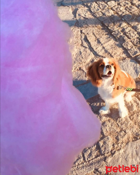 Cavalier King Charles Spanieli, Köpek  Picasso fotoğrafı