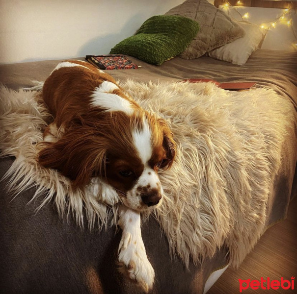 Cavalier King Charles Spanieli, Köpek  Picasso fotoğrafı