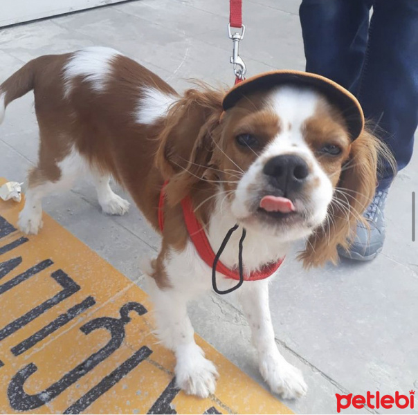 Cavalier King Charles Spanieli, Köpek  Picasso fotoğrafı