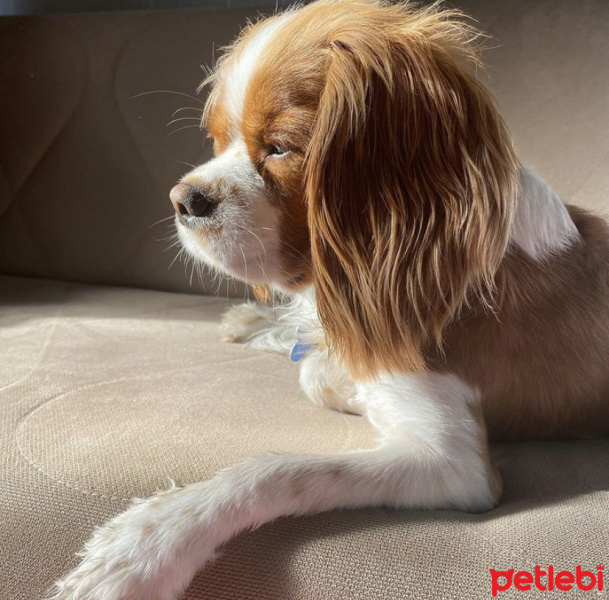 Cavalier King Charles Spanieli, Köpek  Picasso fotoğrafı