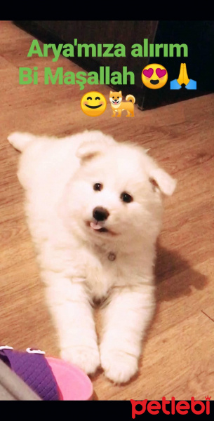 Samoyed, Köpek  Arya fotoğrafı
