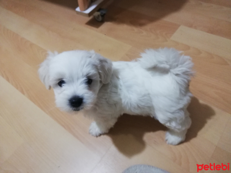 Maltese, Köpek  Mişa fotoğrafı