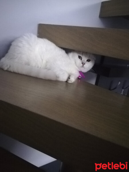 Scottish Fold, Kedi  Güllaç fotoğrafı