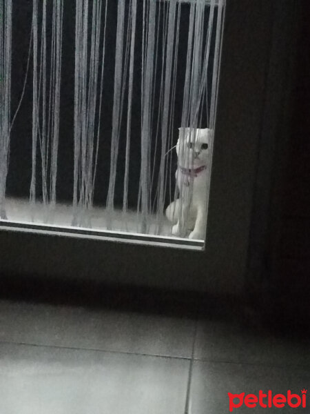 Scottish Fold, Kedi  Güllaç fotoğrafı