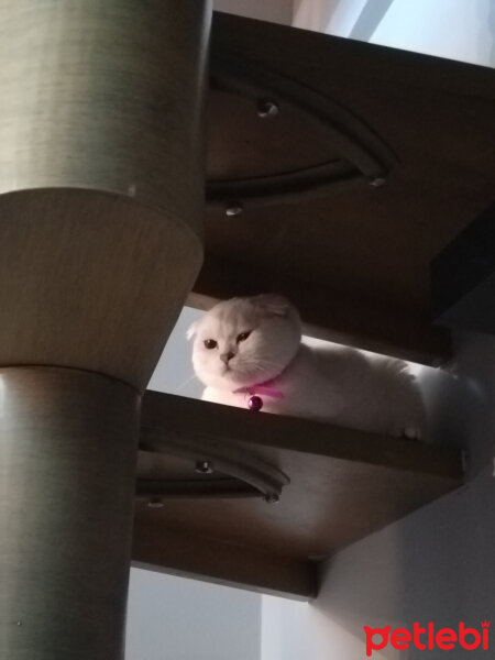 Scottish Fold, Kedi  Güllaç fotoğrafı